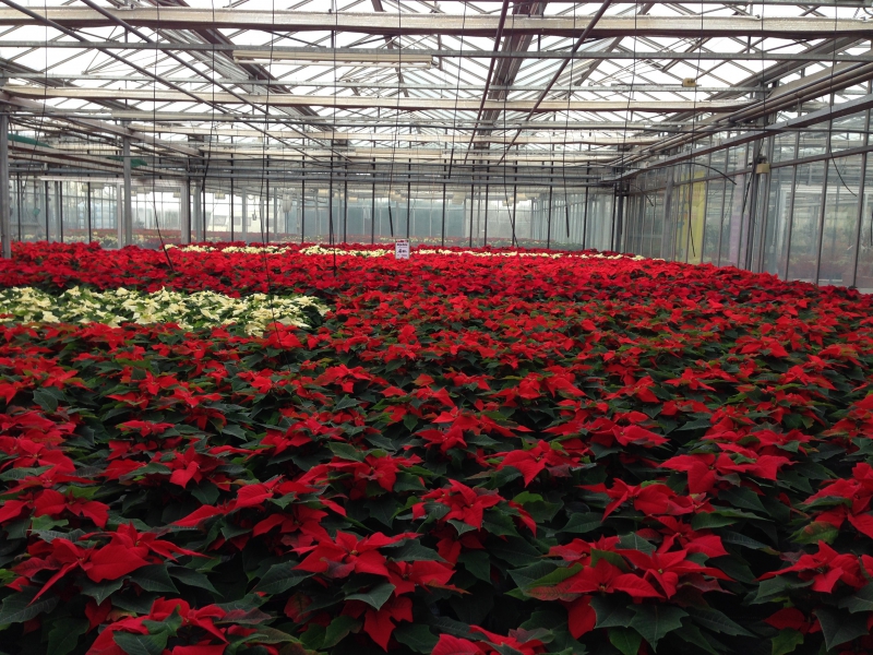 pepiniere-PEGOMAS-min_poinsettia-210023